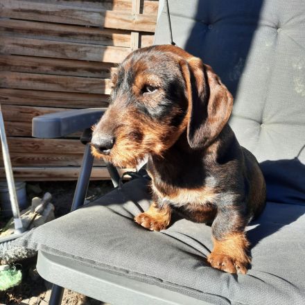 Saint Francis of Assisi