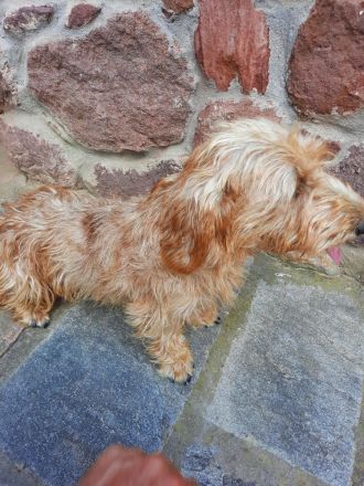 Saint Francis of Assisi