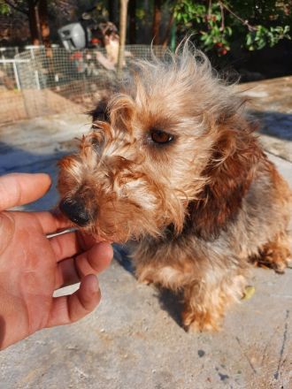 Saint Francis of Assisi