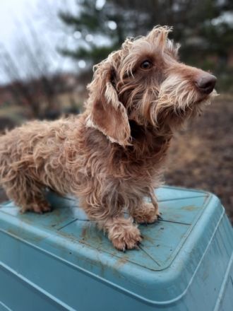Saint Francis of Assisi