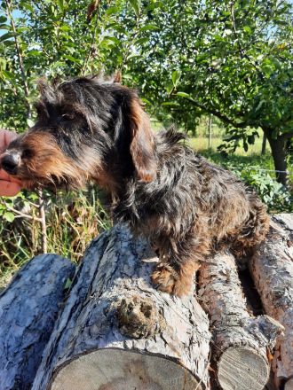 Saint Francis of Assisi