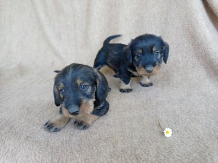 Saint Francis of Assisi