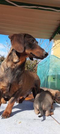 Saint Francis of Assisi