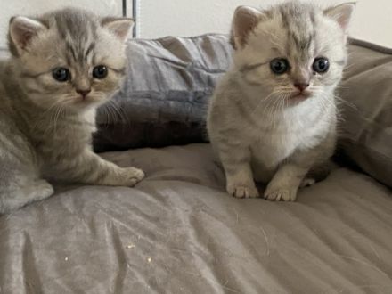 Unsere Emmi hat am 26.08.2022 drei Kitten zur Welt