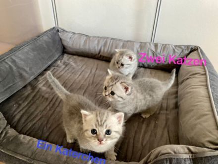 Unsere Emmi hat am 26.08.2022 drei Kitten zur Welt