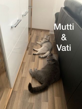 Unsere Emmi hat am 26.08.2022 drei Kitten zur Welt