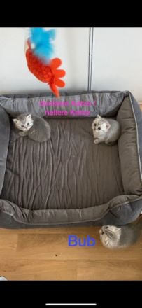 Unsere Emmi hat am 26.08.2022 drei Kitten zur Welt