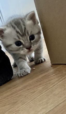 Unsere Emmi hat am 26.08.2022 drei Kitten zur Welt