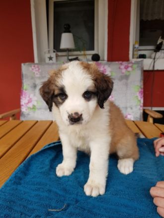 Die kleinen suchen noch ein Liebevolles Zuhause, sie