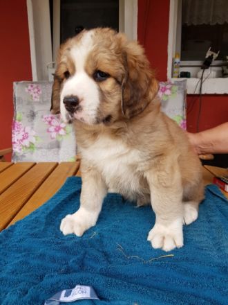 Die kleinen suchen noch ein Liebevolles Zuhause, sie