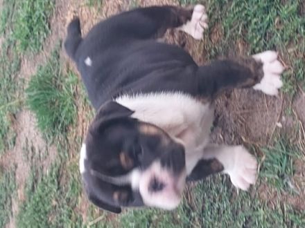 HELLS Bells Pommern Bulldog