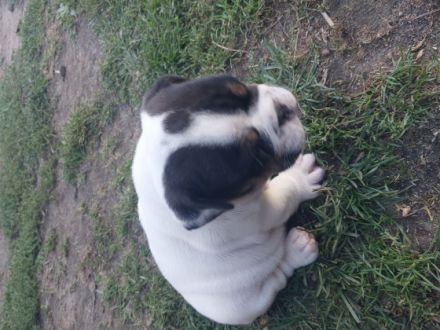 HELLS Bells Pommern Bulldog