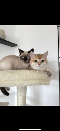 Hallo liebe Katzenfreunde, unser Nino und Mino sind ein