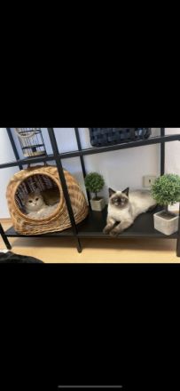 Hallo liebe Katzenfreunde, unser Nino und Mino sind ein