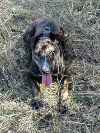 Amigo ist ein sehr netter Hund, der seine Hoffnung