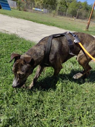 Amigo ist ein sehr netter Hund, der seine Hoffnung