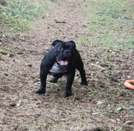 Floki, ein  1jähriger Jungrüde sucht einen