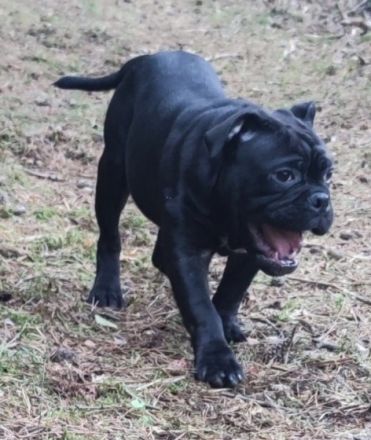 Floki, ein  1jähriger Jungrüde sucht einen