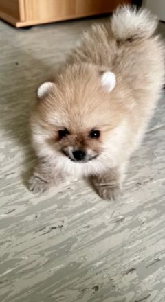 Zwei kleine wundervolle Rüden suchen ein nettes zu