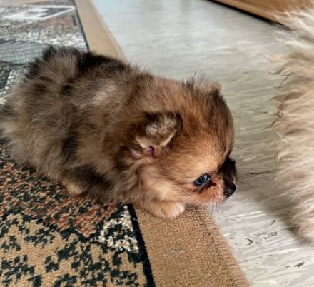 Zwei kleine wundervolle Rüden suchen ein nettes zu