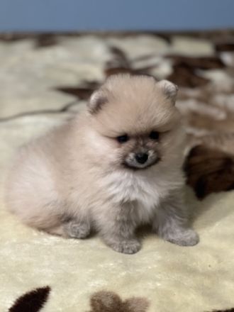 Zwei kleine wundervolle Rüden suchen ein nettes zu