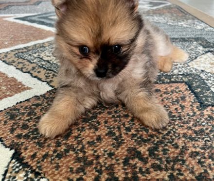 Zwei kleine wundervolle Rüden suchen ein nettes zu