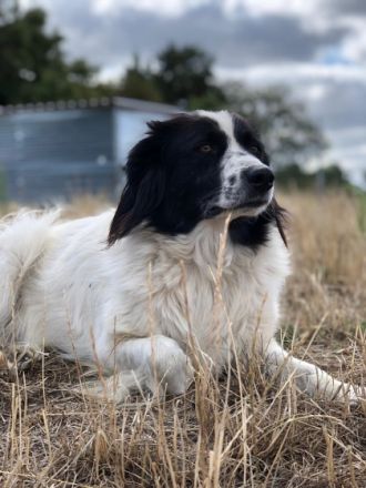 Bobik, Vermittlungshilfe! Nicht direkt perfekt... aber
