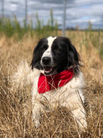Bobik, Vermittlungshilfe! Nicht direkt perfekt... aber