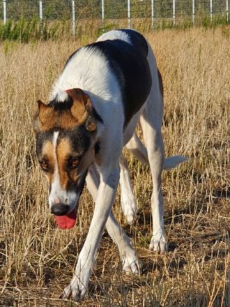 Vermittlungshilfe! Man gab mir den Namen Zaja - Kurz,