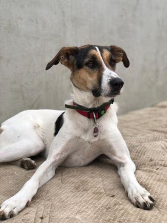 Vermittlungshilfe! Man gab mir den Namen Zaja - Kurz,