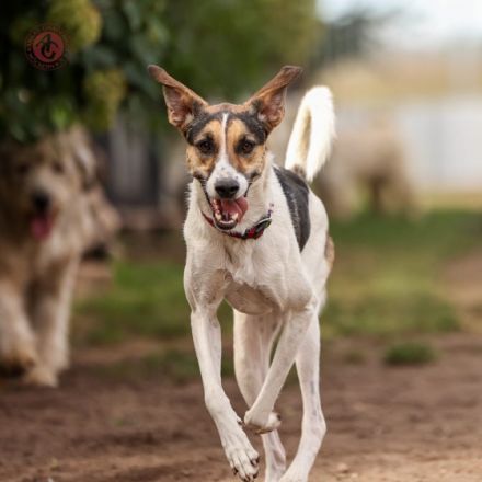 Vermittlungshilfe! Man gab mir den Namen Zaja - Kurz,