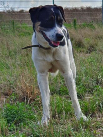 Hallo mein Name ist Hajo. Ich bin 2 Jahre alt und bin