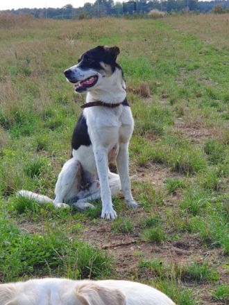 Hallo mein Name ist Hajo. Ich bin 2 Jahre alt und bin