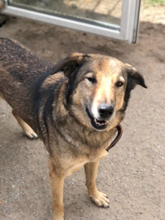 Vermittlungshilfe! Hallo ich bin Mimoza. Ich bin ein