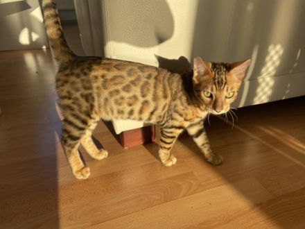 Von den wunderschöne Bengalin, suchen noch 2 Jungen