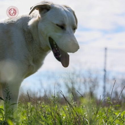 Vermittlungshilfe! Kumpel sucht Komplize! Beljasch