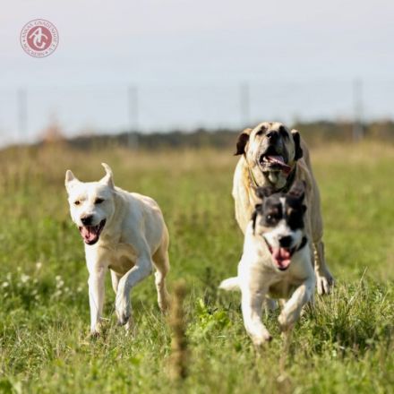 Vermittlungshilfe! Kumpel sucht Komplize! Beljasch
