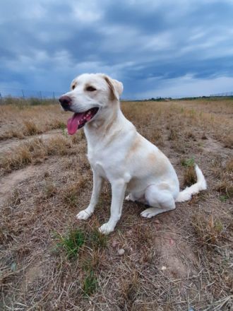 Vermittlungshilfe! Kumpel sucht Komplize! Beljasch