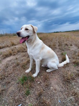 Vermittlungshilfe! Kumpel sucht Komplize! Beljasch