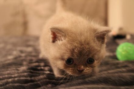 Liebe Tierfreunde, Am 17.08.2022 hat unsere Katzenmama,