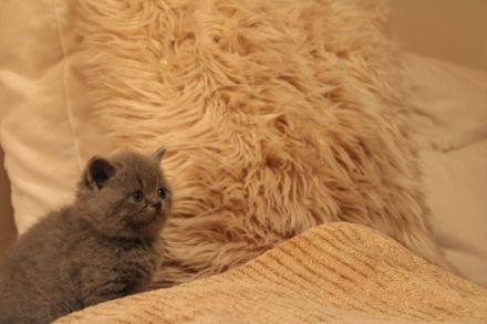 Liebe Tierfreunde, Am 17.08.2022 hat unsere Katzenmama,