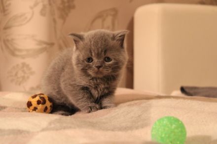 Liebe Tierfreunde, Am 17.08.2022 hat unsere Katzenmama,