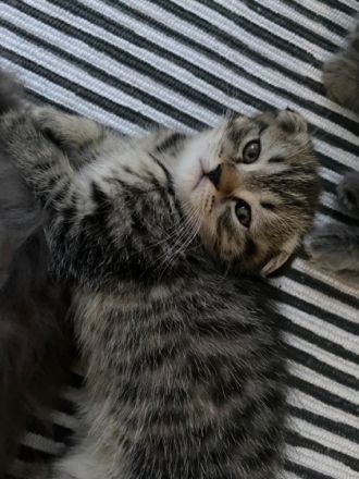 Am 25.06.22 drei wunderschöne Kätzchen zur Welt