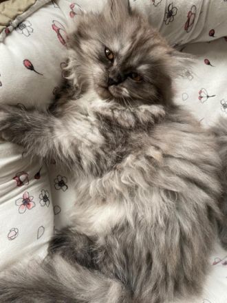 Am 25.06.22 drei wunderschöne Kätzchen zur Welt