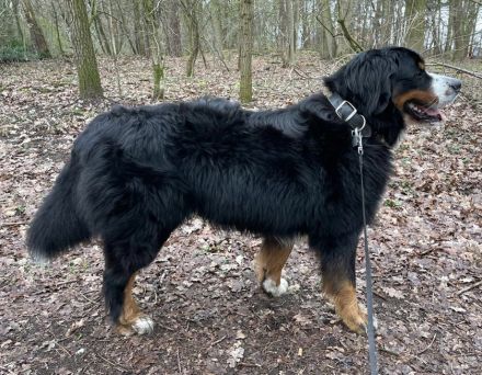 Buster vom Osterbrock