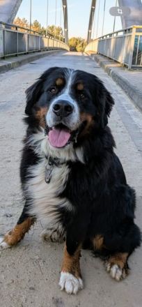 Buster vom Osterbrock