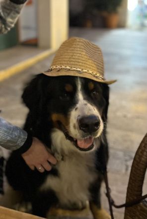 Buster vom Osterbrock