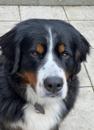 Buster vom Osterbrock