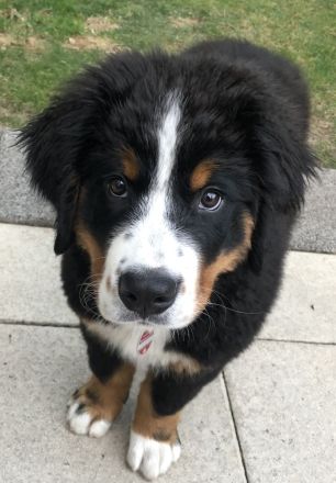 Buster vom Osterbrock