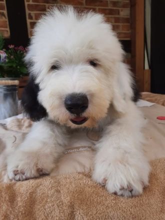 Liebe Bobtail-Freunde, hiermit möchten wir Ihnen unsere